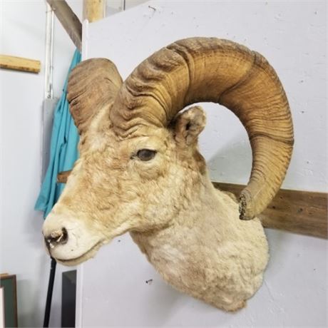 Bighorn Sheep Mount