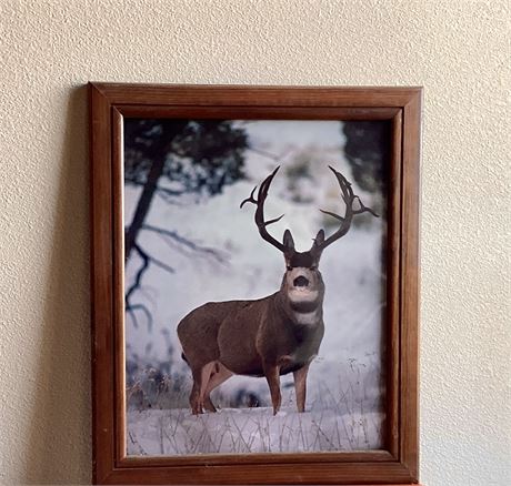 Wood Framed Print Mule Deer 19” x 23”