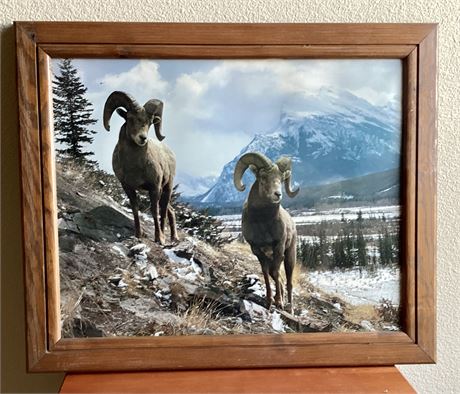 Wood Framed Print Big Horn Sheep 23” x 19”