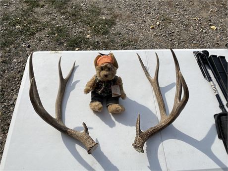 4 x 4 Deer Antlers & Camo Bear