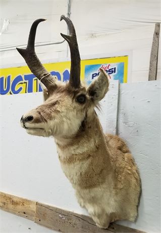 Antelope Mount