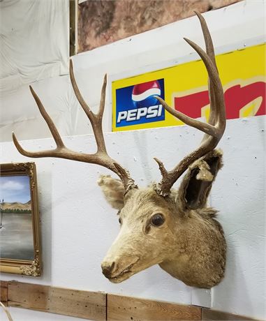 Buck Deer Mount