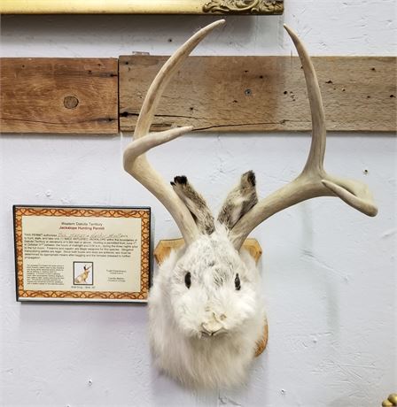 Jackalope Mount