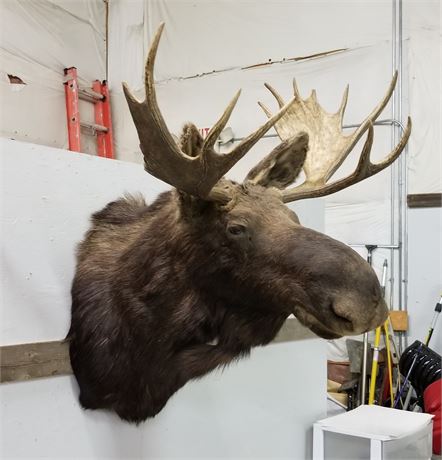 Moose Mount