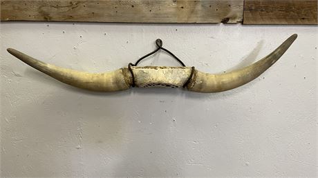 Vintage Longhorn - 34" Length