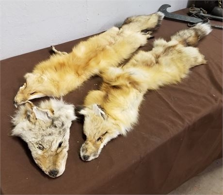 Fox Pelts