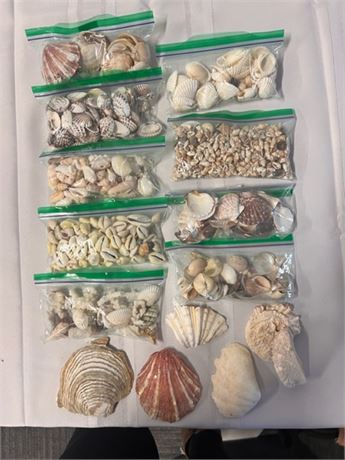 shell variety