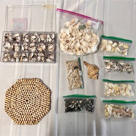 various sea shells