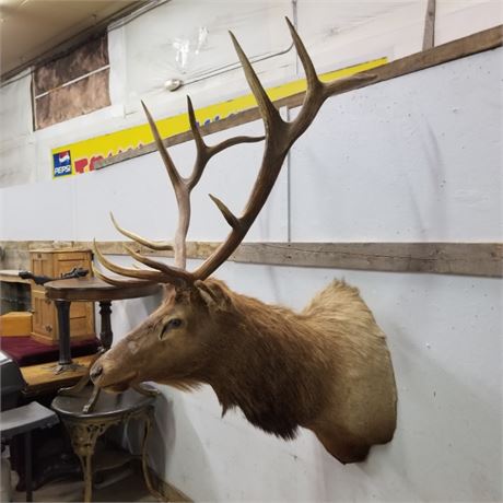 Bull Elk Mount