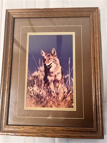 Framed Fox