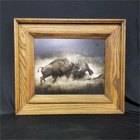 Fighting Bison Photograph By Horley Hettick w/ Nice Oak Frame - 29x25