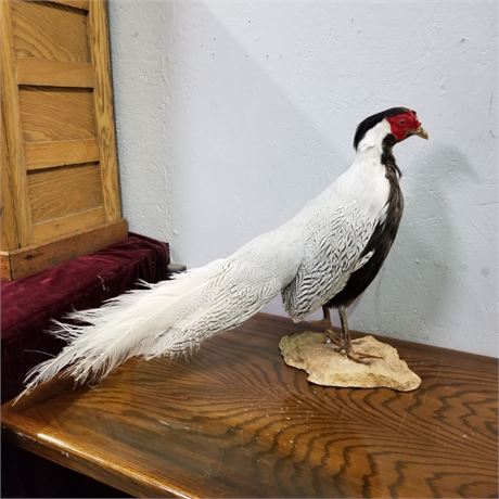 Standing Silver Pheasant Mount 29" (beak tip to tail)