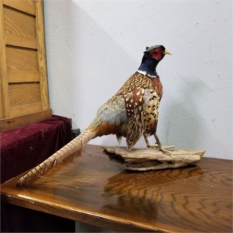 Standing Pheasant Mount - 26" (beak tip to tail)