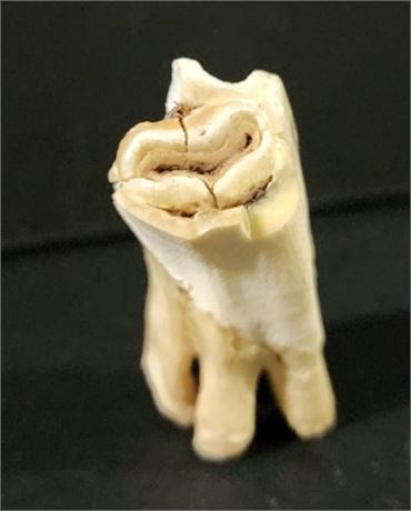 Authentic Elk Tooth