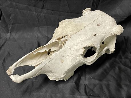 19"  Skull