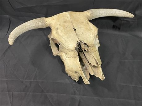 15" Skull w/ Horns