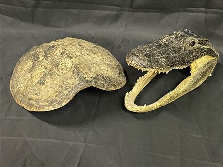 Genuine Turtle Shell & Alligator Head