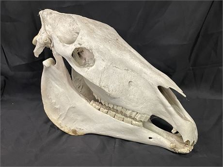 22" Skull