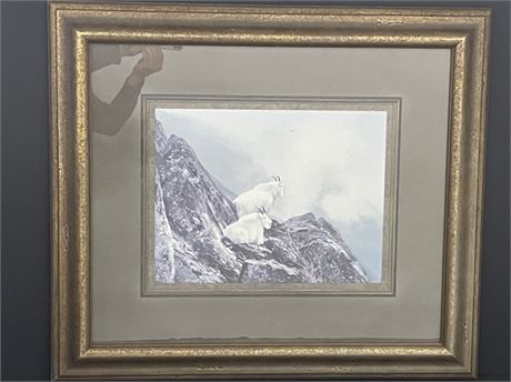 Beautifully Framed rocky Mountain Sheep Print - 33x29