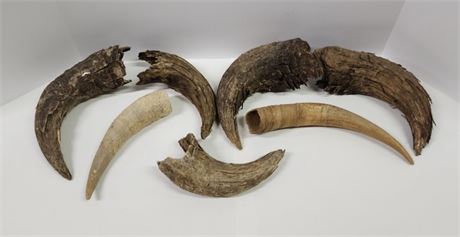 Assorted Horns