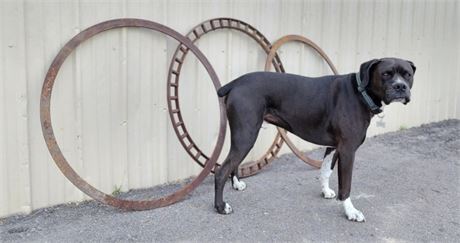 Large Primitive Metal Ring Trio - 36" Diameter