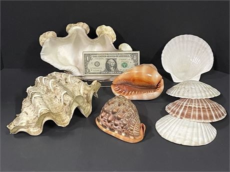 Assorted Sea Shells