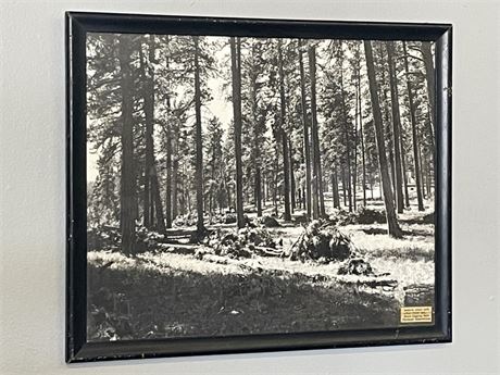 Antique Logging on the Flathead Reservation Photo Print - 21x17
