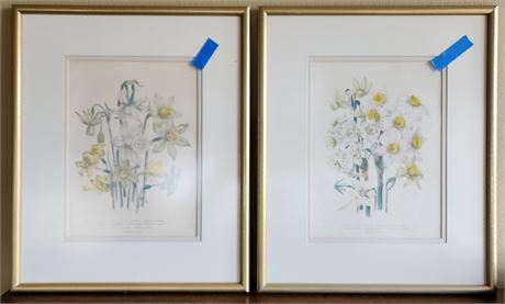Pair of Daffidoil Framed/Matted Prints - 14x17