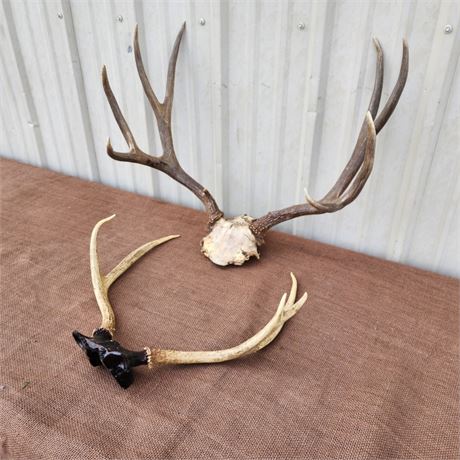 Mule Deer Rack Pair