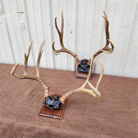 Mule Deer Rack Mount