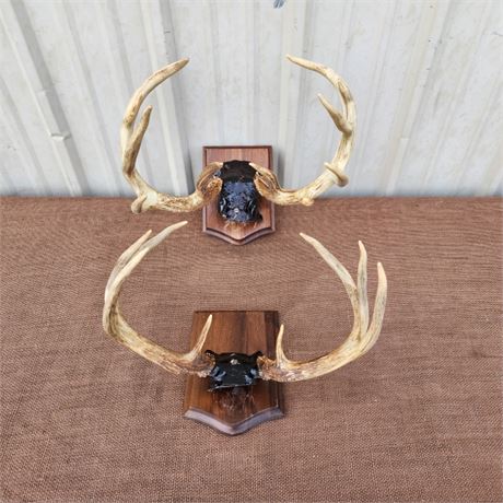 Whitetail Deer Rack Mount Pair