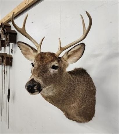 Buck Deer Mount