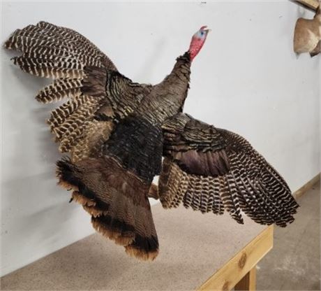 Wild Turkey in Flight Mount - 53" Wing Span