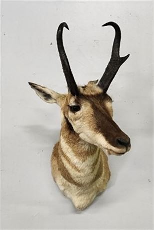 Pronghorn Antelope Mount