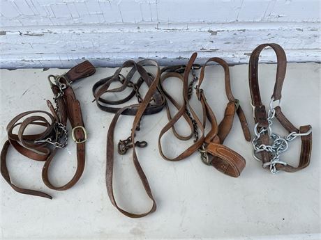 Collection of Leather Bridles and Halters