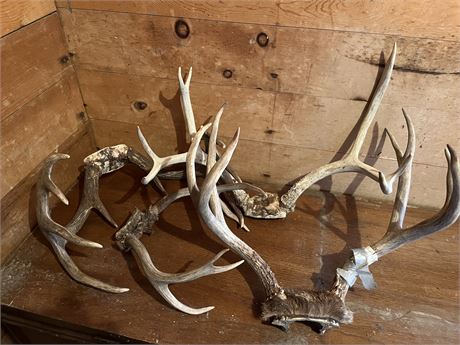 Collection of Antlers