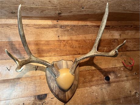 Beautiful Mule Deer Antler Plaque Taxidermy Mount