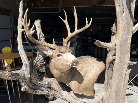 Beautiful Taxidermy Shoulder + Mule Deer Mount Display