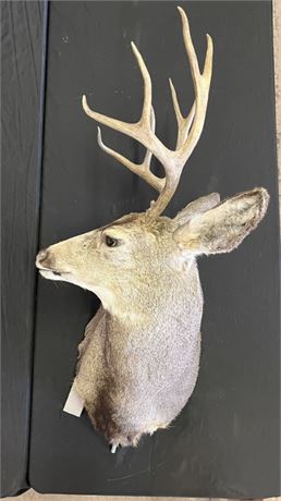 Mule Deer Mount