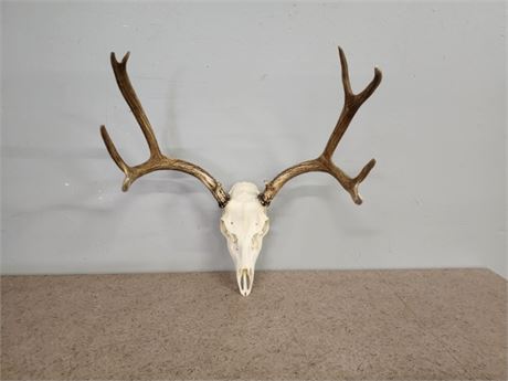 European Deer Mount