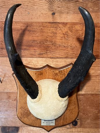 Antelope Horn Plaque Taxidermy Mount