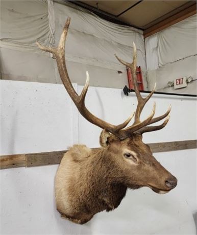 Nice Bull Elk Mount