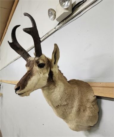 Pronghorn Antelope Mount