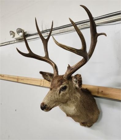 Nice Mule Deer Mount