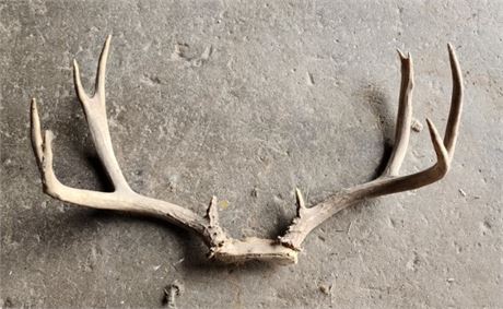 Whitetail Rack