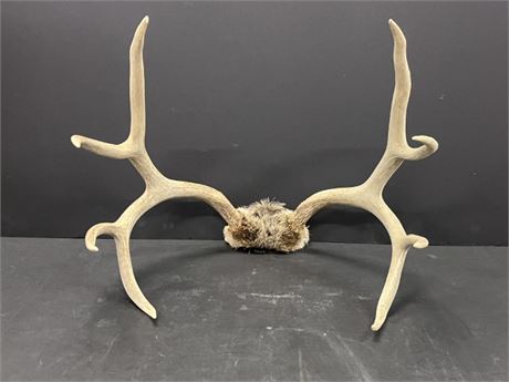 Deer Rack Mount