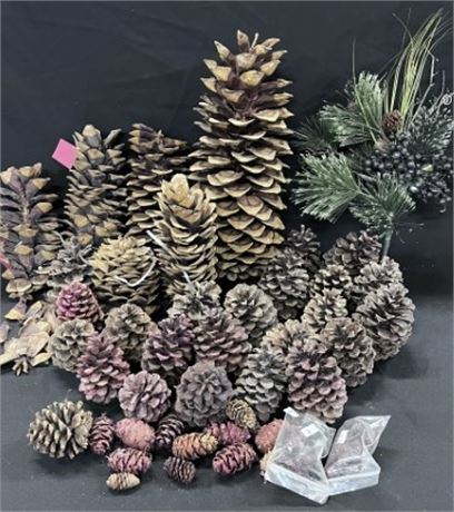 Assorted 🌲Pine Cones - Some very LARGE