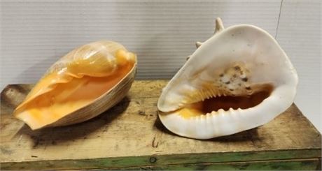 Nice Conch Seashell Pair