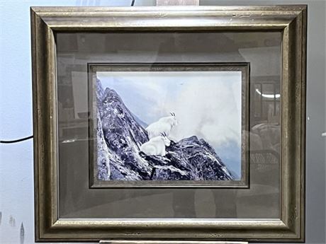 Awesome Framed Rocky Mountain Sheep Print