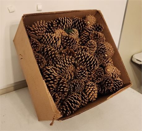 Box of Pine Cones (F)